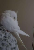 valkparkiet met kooi te koop, Dieren en Toebehoren, Meerdere dieren, Papegaai