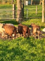 Dassenkop texelaar ooilammeren, Vrouwelijk, Schaap, 0 tot 2 jaar