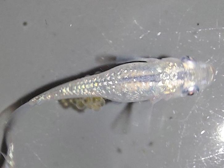 Medaka Miyuki Silver Lame, Dieren en Toebehoren, Vissen | Aquariumvissen, Vis