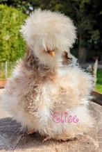 Broedeieren krul usa zijdehoen zijdehoenders kippen, Dieren en Toebehoren, Kip