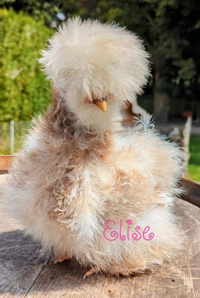 Broedeieren krul usa zijdehoen zijdehoenders kippen, Dieren en Toebehoren, Pluimvee, Kip