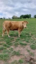Kruising Blonde / Limosine koe, Dieren en Toebehoren, Runderen, Vrouwelijk, 3 tot 6 jaar