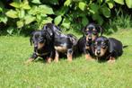Prachtige dwerg teckel pups black&tan kortharig, Nederland, CDV (hondenziekte), 8 tot 15 weken, Korthaar