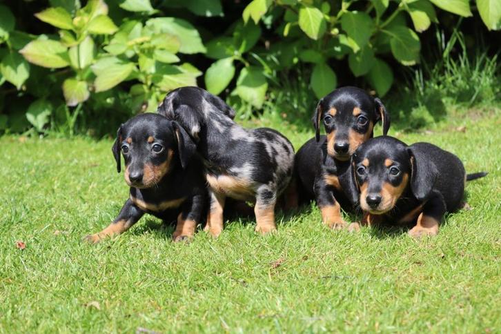 Prachtige dwerg teckel pups black&tan kortharig, Dieren en Toebehoren, Honden | Teckels en Dashonden, Meerdere dieren, Korthaar