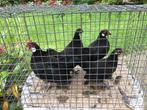 Krielkippen te koop, Dieren en Toebehoren, Pluimvee