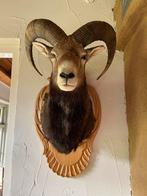 Opgezette Moeflon - Taxidermie met Hoorns, preparaat,hoorns, Ophalen of Verzenden, Gebruikt