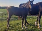 Zwart hengstenveulen, Dieren en Toebehoren, Paarden, Minder dan 160 cm, Niet van toepassing, 0 tot 2 jaar, Hengst