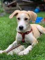 Pup Snoopy zoekt een baasje, Rabiës (hondsdolheid), 15 weken tot 1 jaar, Buitenland, Eén hond