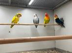 Agaporniden, Dieren en Toebehoren, Vogels | Parkieten en Papegaaien, Meerdere dieren, Dwergpapegaai of Agapornis, Geringd