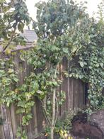 FRUITBOMEN ca 2,5m perenboom appelboom kers kerspruim perzik, Ophalen, Lente, Appelboom, Halfschaduw