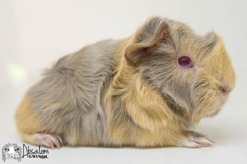 Lilac otter saffraan witte peruvian cavia beschikbaar voor biedingen
