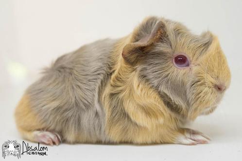 Lilac otter saffraan witte peruvian cavia, Dieren en Toebehoren, Knaagdieren, Mannelijk, Cavia, Juli