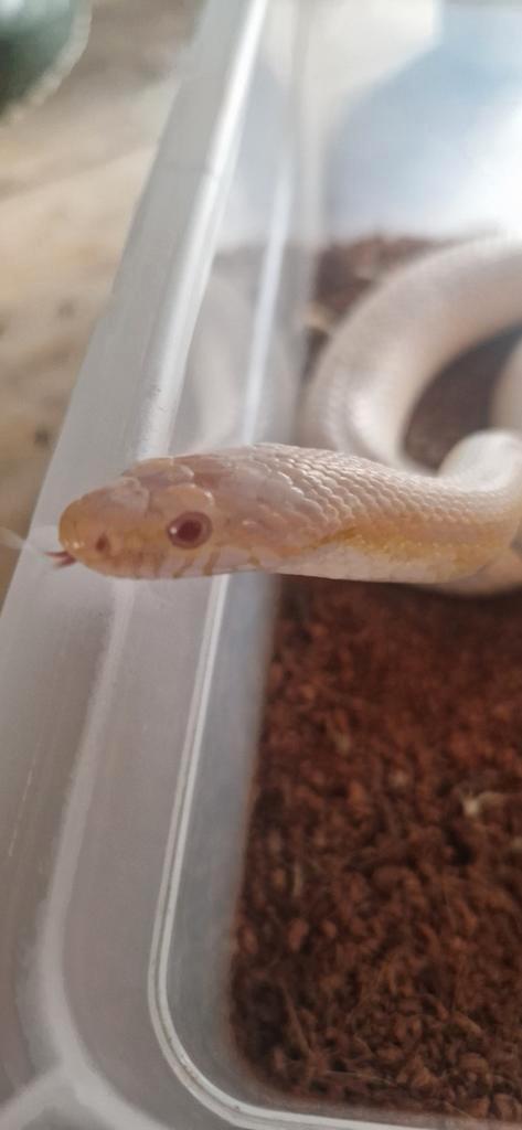 Mooie rattenslang met toebehorenen