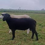 schapen, Dieren en Toebehoren, Mannelijk, Schaap, 0 tot 2 jaar