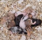 Nestje Syrische-goudhamsters GEBOREN, Hamster, Meerdere dieren, Tam, Oktober