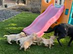 Labrador retriever, Dieren en Toebehoren, Honden | Retrievers, Spaniëls en Waterhonden, Nederland, Parvo, Reu, 8 tot 15 weken