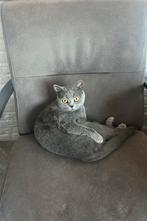 Britse korthaar, Dieren en Toebehoren, Katten en Kittens | Raskatten | Korthaar, Poes, Gechipt