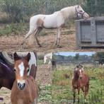 Super mooie Amerikaans miniatuurpaardjes nmprs aspc amhr bmp, Dieren en Toebehoren, Merrie