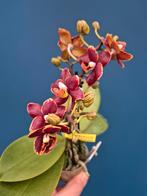 Orchidee Phalaenopsis Optiflor Friend Esmee 2 tak p7