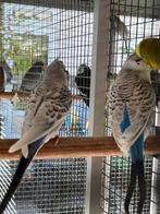 Pallid grasparkieten, Meerdere dieren, Parkiet