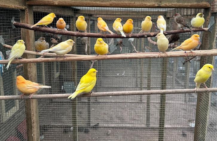 Kanaries, Dieren en Toebehoren, Vogels | Kanaries, Kleurkanarie, Meerdere dieren