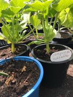Komkommer/pompoenen 2 tomatenplanten, Ophalen, Zomer, Volle zon