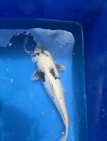 Japanse Koi Shiro beschikbaar voor biedingen