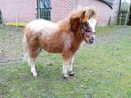 Mini Appaloosa merrie van 2 jaar., Niet van toepassing, 0 tot 2 jaar, A pony (tot 1.17m), Merrie