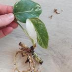 Monstera albo variegata gewortelde wetstick, Huis en Inrichting, Kamerplanten, Ophalen of Verzenden, Overige soorten, Minder dan 100 cm