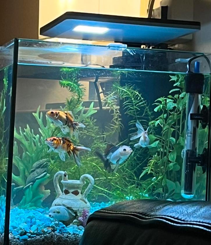 Aquarium hobby 30 liter, Dieren en Toebehoren, Vissen | Aquaria en Toebehoren, Zo goed als nieuw, Leeg aquarium, Ophalen