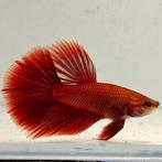 Betta splendens man 33, Dieren en Toebehoren, Vis