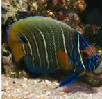 Pomacanthus Xanthometopon, Vis, Zoutwatervis