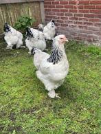 Mooie brahma’s te koop., Dieren en Toebehoren, Pluimvee, Vrouwelijk, Kip