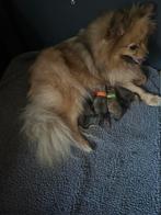 Interesse peiling, Dieren en Toebehoren, Honden | Poolhonden, Keeshonden en Oertypen, Keeshond, 8 tot 15 weken, Meerdere, Meerdere dieren