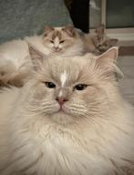 Ragdoll kater gratis in huis maar blijft voorlopig v cattery, Dieren en Toebehoren, Katten en Kittens | Raskatten | Langhaar, Kater