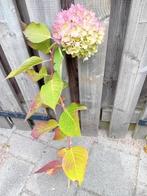 Verse hortensia bloemen, Ophalen, Overige soorten, Halfschaduw