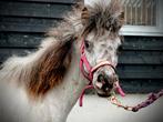 Shetlander hengsten!, Hengst, A pony (tot 1.17m), 3 tot 6 jaar, Gechipt