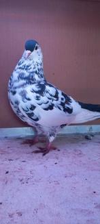 Koppel Afghaanse duiven, Dieren en Toebehoren, Vogels | Duiven, Meerdere dieren, Overige soorten