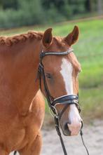 Schitterende allround New Forest pony, Dieren en Toebehoren, B, Gechipt, Ruin, 3 tot 6 jaar