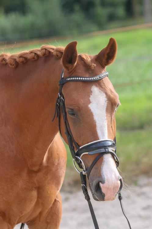 Schitterende allround New Forest pony, Dieren en Toebehoren, Pony's, Ruin, B, D pony (1.37m tot 1.48m), 3 tot 6 jaar, Met stamboom