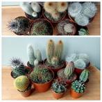 Cactus 7-20cm  10 voor €6, Ophalen, Minder dan 100 cm, In pot, Cactus