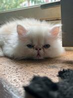 Lieve perzische kittens klaar voor een nieuw thuis, Meerdere dieren