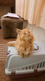 Langhaar & halflanghaar kittens, Dieren en Toebehoren, Katten en Kittens | Overige Katten, Meerdere dieren, Langharig, 0 tot 2 jaar