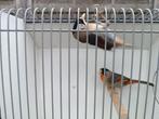 Zilveroor nachtegalen, Dieren en Toebehoren, Vogels | Overige Vogels, Meerdere dieren, Tropenvogel