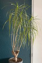 Dracaena kamerplant +- 1 meter hoog luchtzuiverend zonde pot, Huis en Inrichting, Kamerplanten, Ophalen, Halfschaduw, Minder dan 100 cm