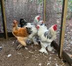 Brahma hanen en Cochin kriel hanen, Dieren en Toebehoren, Pluimvee, Mannelijk, Kip