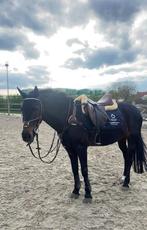 D-pony, Dieren en Toebehoren, Pony's, Merrie, 11 jaar of ouder