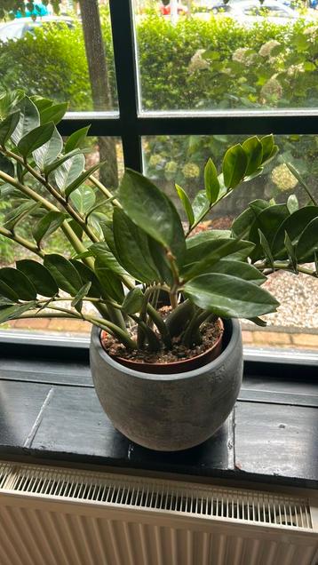 2 planten incl potten beschikbaar voor biedingen