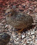 Kwartel hen natuurbroed, Dieren en Toebehoren, Vogels | Overige Vogels, Vrouwelijk, Tropenvogel