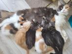 Maine coon kittens, Dieren en Toebehoren, Katten en Kittens | Raskatten | Langhaar, Meerdere dieren, Gechipt, 0 tot 2 jaar